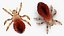 Louse with Blood Eating Pose