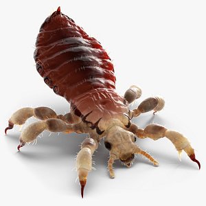 3D model Louse with Blood Eating Pose