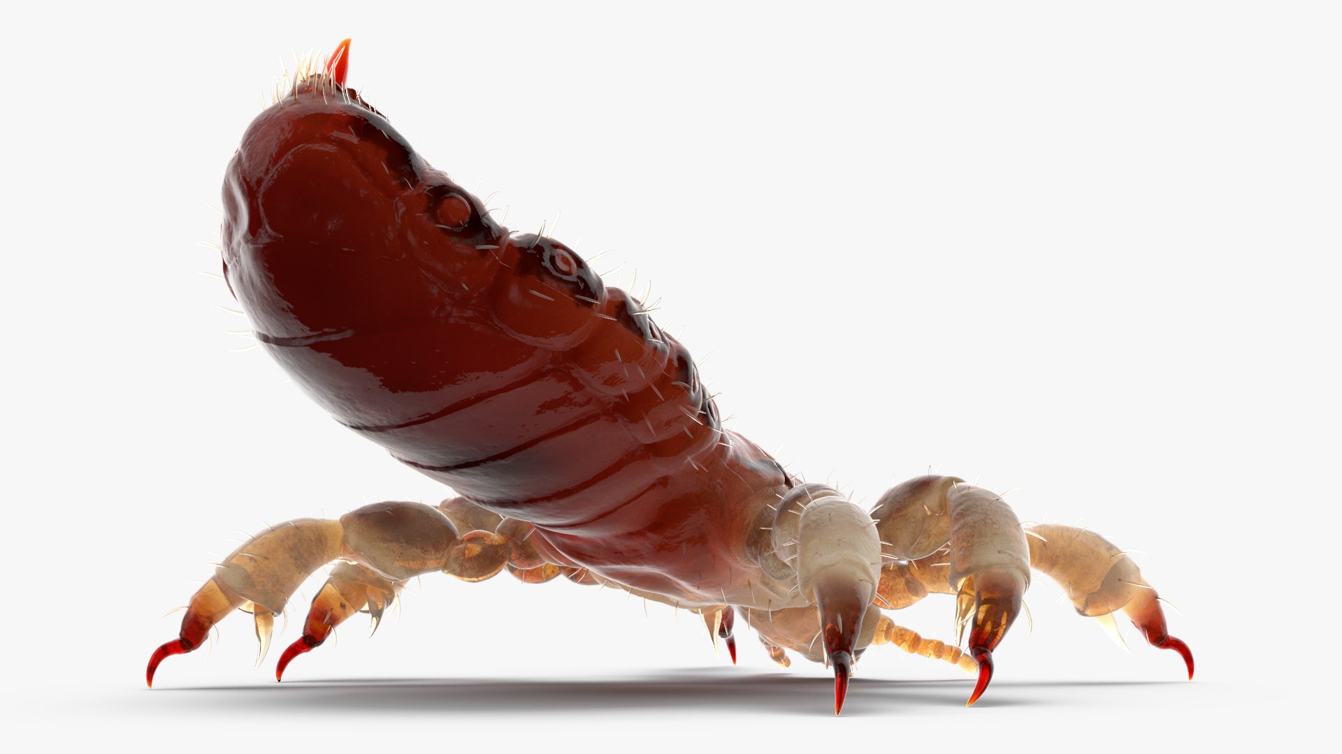 3D model Louse with Blood Eating Pose https://p.turbosquid.com/ts-thumb/6l/oGvNMJ/NR/lousewithbloodeatingposesssmb3dmodel016/jpg/1727048003/1920x1080/fit_q87/d797f102cc54d29fd9bb842e2ac63f269c6be808/lousewithbloodeatingposesssmb3dmodel016.jpg
