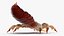 Louse with Blood Eating Pose
