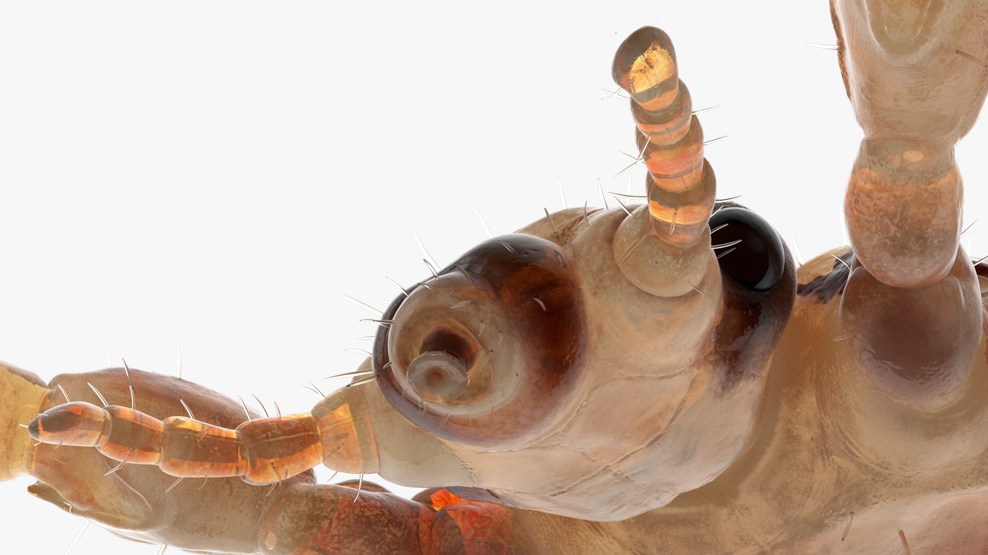 3D model Louse with Blood Eating Pose https://p.turbosquid.com/ts-thumb/6l/oGvNMJ/S7/lousewithbloodeatingposesssmb3dmodel023/jpg/1727048030/1920x1080/fit_q87/b2c0061b0dfce05fd0b3c1f11da2569a9327614e/lousewithbloodeatingposesssmb3dmodel023.jpg