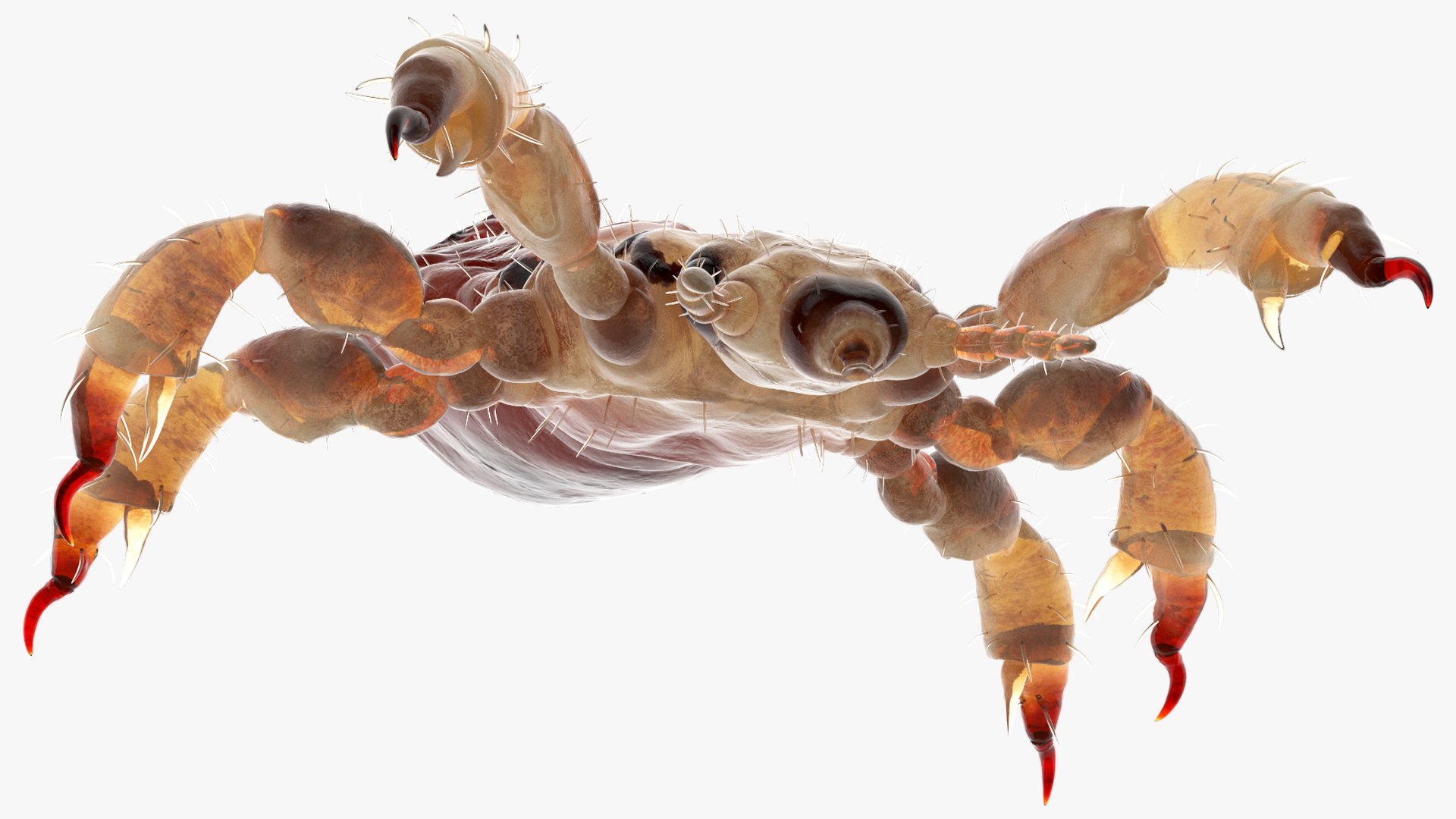 3D model Louse with Blood Eating Pose https://p.turbosquid.com/ts-thumb/6l/oGvNMJ/T2/lousewithbloodeatingposesssmb3dmodel018/jpg/1727048011/1920x1080/fit_q87/5fefe1efef22be307c1ebc7dbab08d96f5ae3000/lousewithbloodeatingposesssmb3dmodel018.jpg