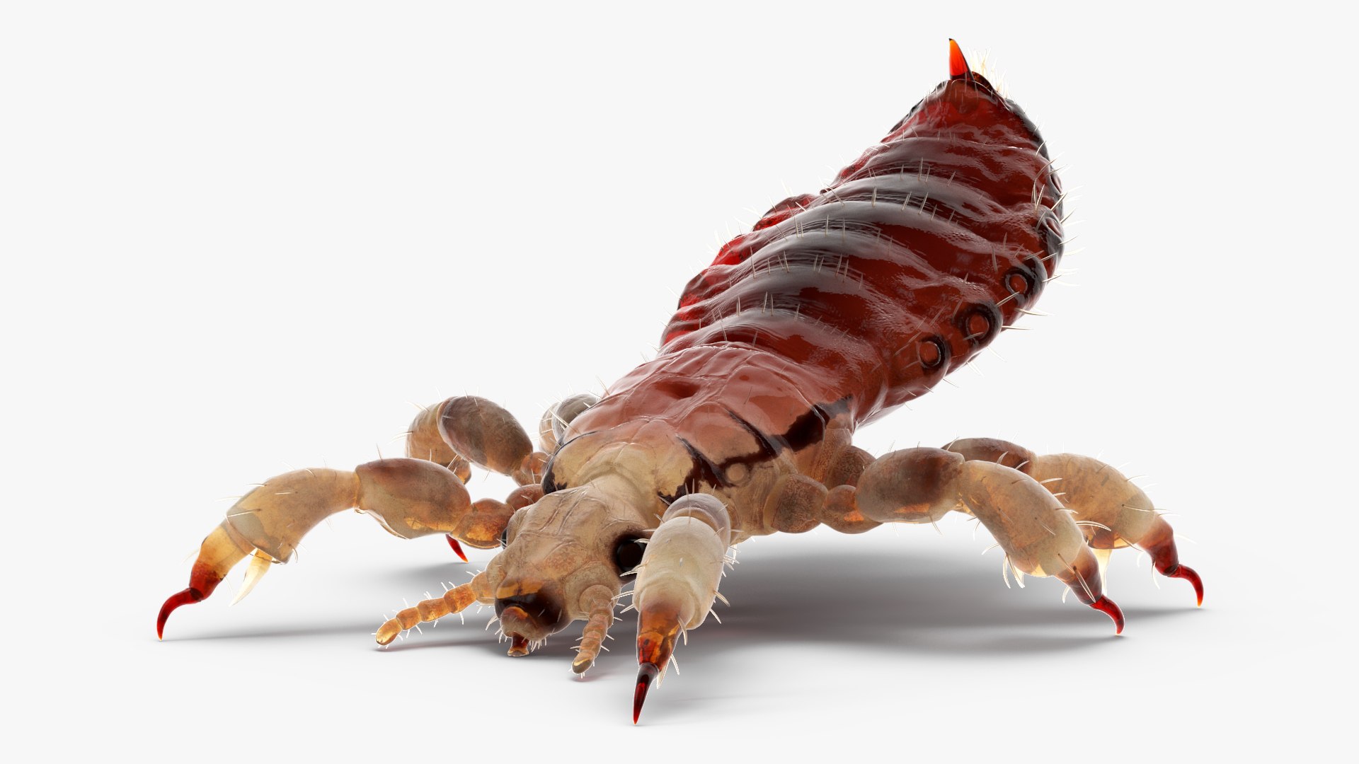 3D model Louse with Blood Eating Pose https://p.turbosquid.com/ts-thumb/6l/oGvNMJ/de/lousewithbloodeatingposesssmb3dmodel015/jpg/1727048001/1920x1080/fit_q87/ff27960d4bbce01c21018afeba3d745072176311/lousewithbloodeatingposesssmb3dmodel015.jpg