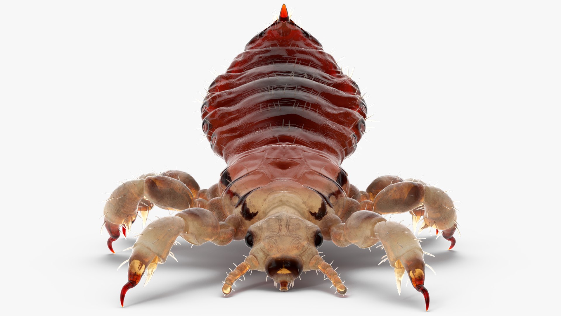 3D model Louse with Blood Eating Pose https://p.turbosquid.com/ts-thumb/6l/oGvNMJ/ku/lousewithbloodeatingposesssmb3dmodel017/jpg/1727048007/1920x1080/fit_q87/676c5b7162b7ca6dfc57399f655380f4c624abbc/lousewithbloodeatingposesssmb3dmodel017.jpg