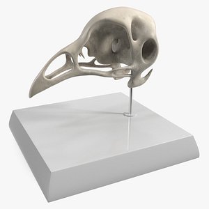 Anatomical Stand with Bird Skull