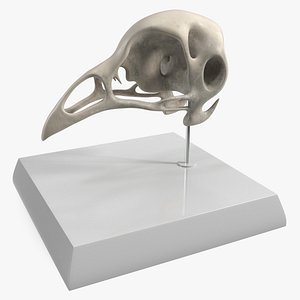 Anatomical Stand with Bird Skull