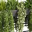 pianta vol 1007 - edera - felce - pothos - cespuglio - monstera