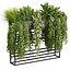 pianta vol 1007 - edera - felce - pothos - cespuglio - monstera