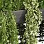 pianta vol 1007 - edera - felce - pothos - cespuglio - monstera
