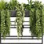 pianta vol 1007 - edera - felce - pothos - cespuglio - monstera