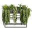 pianta vol 1007 - edera - felce - pothos - cespuglio - monstera
