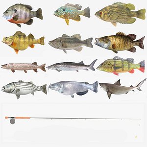 Fish Collection