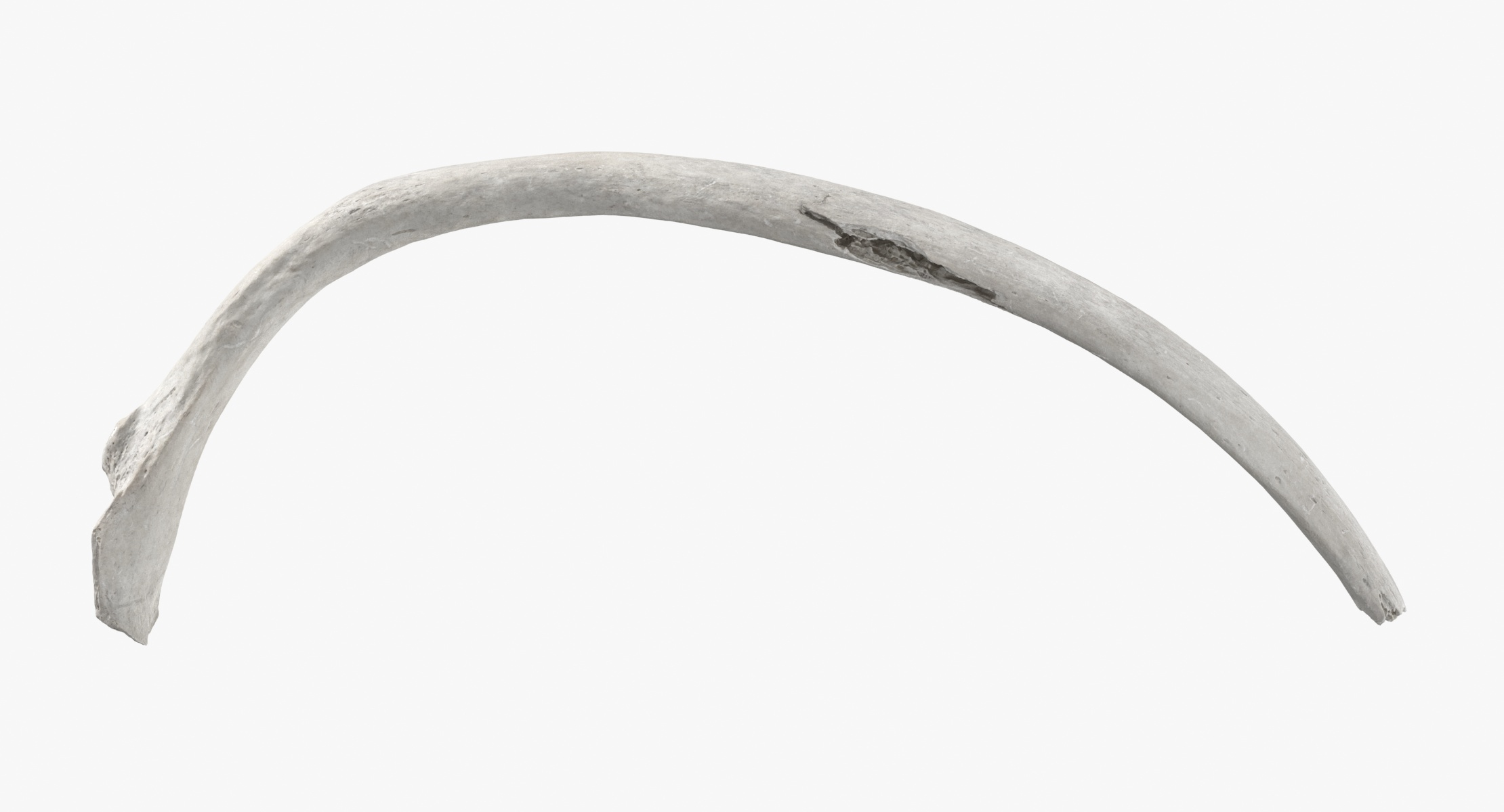 modelo 3d Costilla Flotante Real Human Costae Fluctuantes 01 Blanco