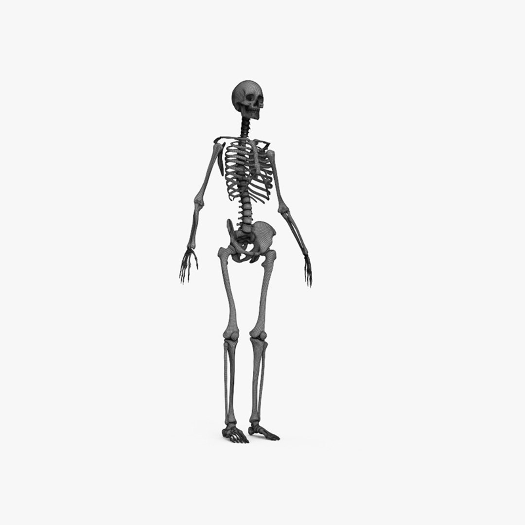 Human Female Skeleton 3d Model Turbosquid 1719197 6986