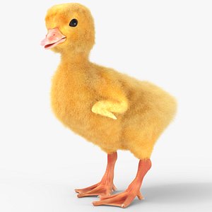 Young Farm Duck Idle Animated Fur Rigged For Blender 3D model