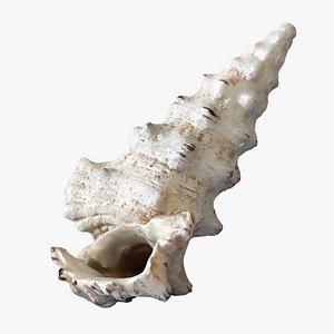 Seashell