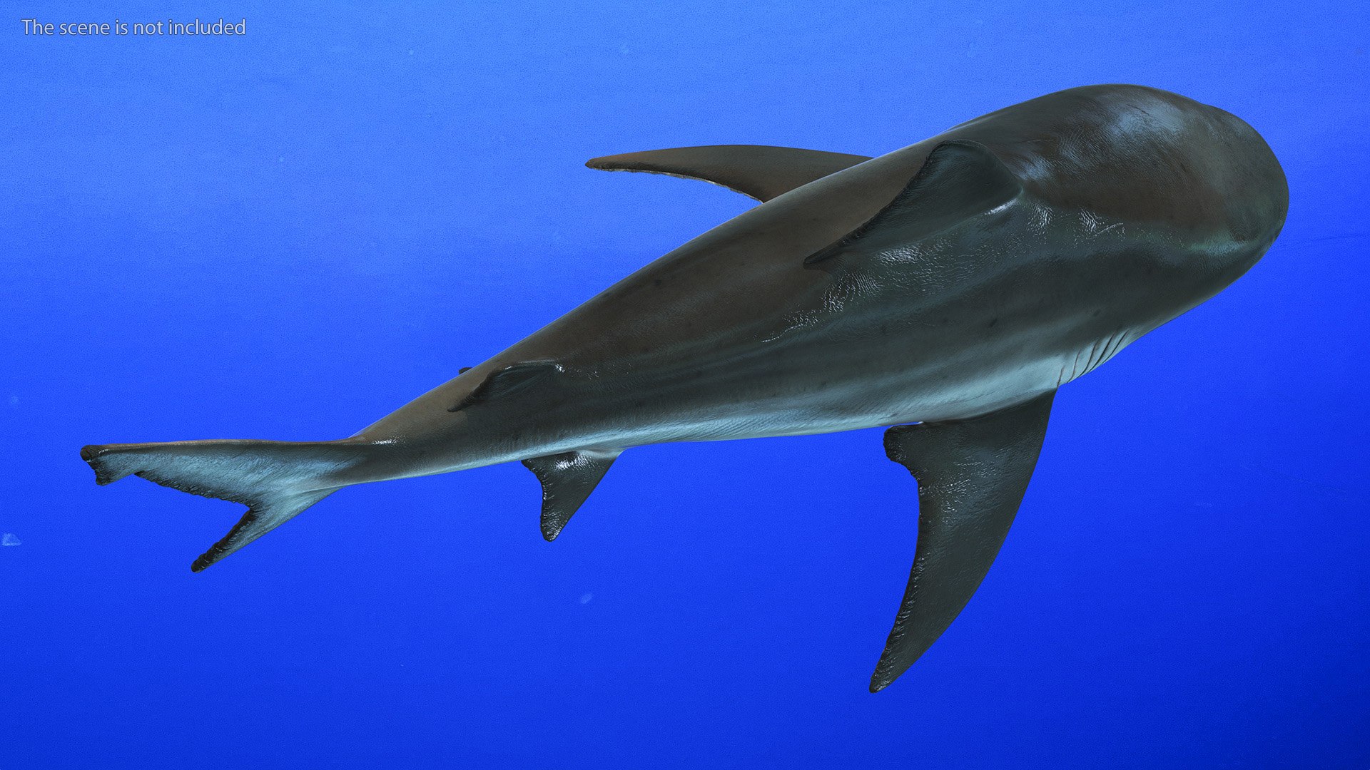 Realistic Bull Shark Rigged for Cinema 4D 3D model https://p.turbosquid.com/ts-thumb/6m/EygsvO/4N/realistic_bull_shark_rigged_008/jpg/1737019158/1920x1080/fit_q87/280fe4fe2e5e2c77a61ab24adbc7941db8502705/realistic_bull_shark_rigged_008.jpg