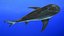 Squalo toro realistico truccato per Cinema 4D