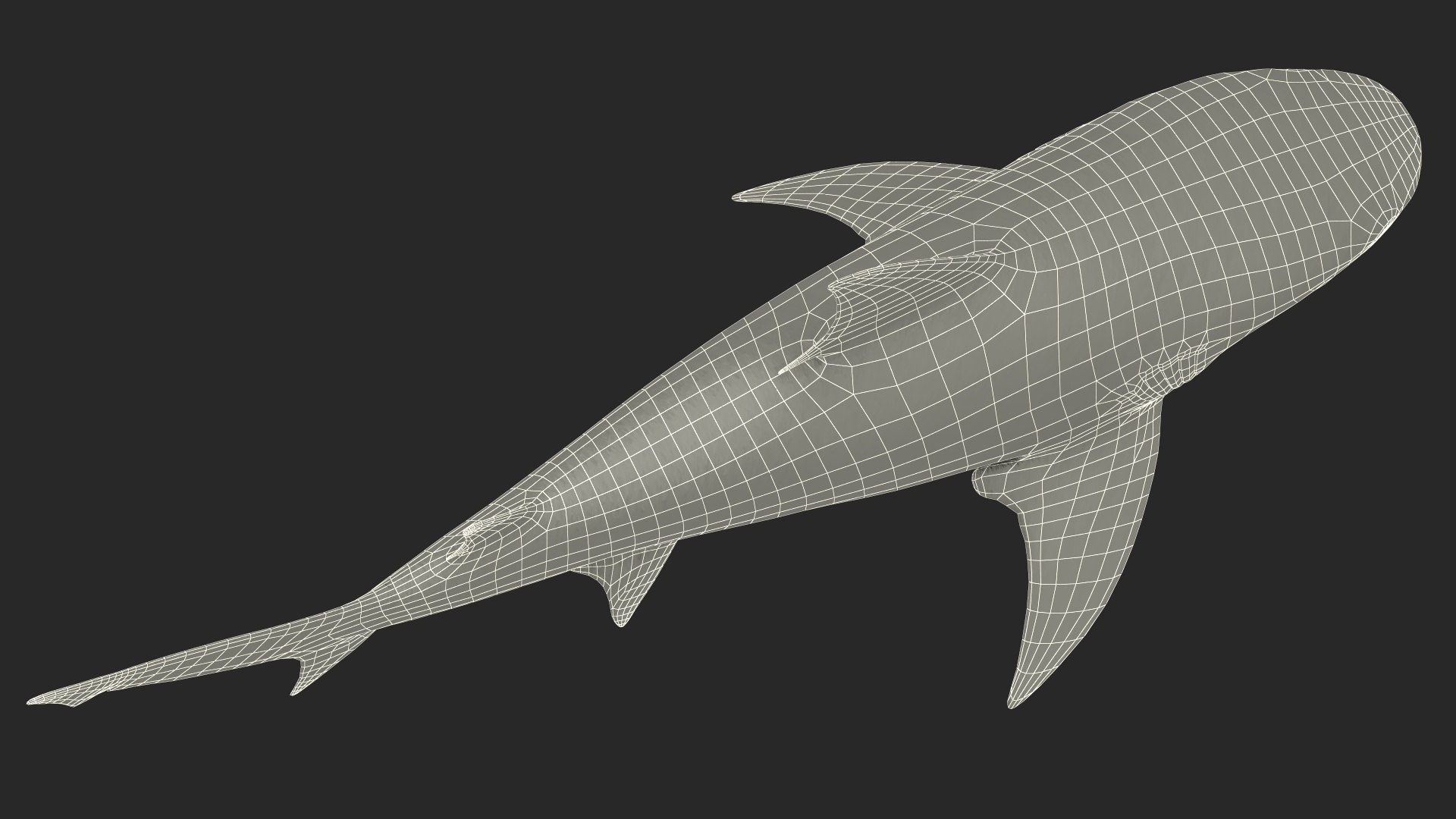 Realistic Bull Shark Rigged for Cinema 4D 3D model https://p.turbosquid.com/ts-thumb/6m/EygsvO/Xk/realistic_bull_shark_rigged_027/jpg/1737019233/1920x1080/fit_q87/a15e334a66f687e079d69921c0c916a008c96479/realistic_bull_shark_rigged_027.jpg