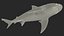 Squalo toro realistico truccato per Cinema 4D