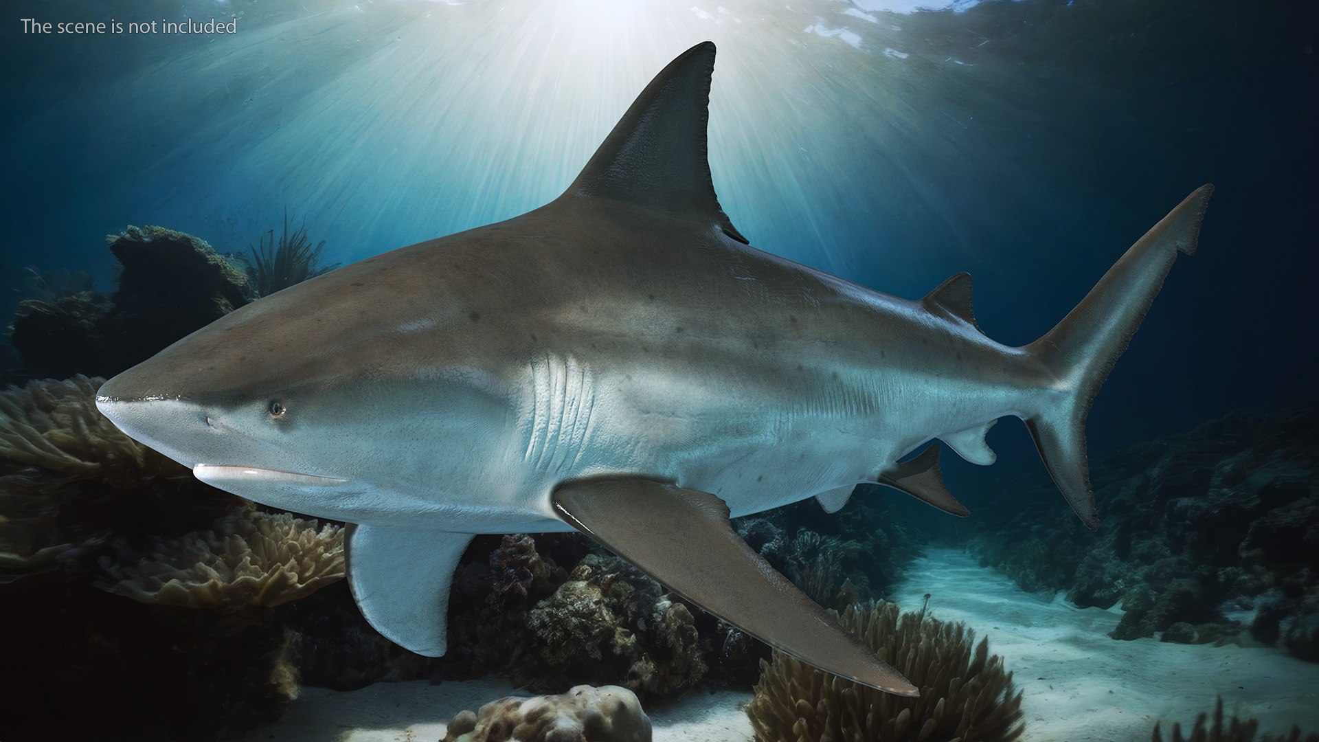 Realistic Bull Shark Rigged for Cinema 4D 3D model https://p.turbosquid.com/ts-thumb/6m/EygsvO/g0/realistic_bull_shark_rigged_005/jpg/1737019137/1920x1080/fit_q87/bbaec605f1a0c5a9a2ec6269b7492bb5f73c2877/realistic_bull_shark_rigged_005.jpg
