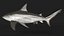 Squalo toro realistico truccato per Cinema 4D