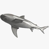 Realistic Bull Shark Rigged for Cinema 4D