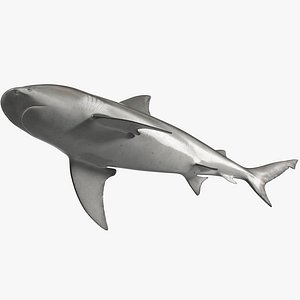 Realistic Bull Shark Rigged for Cinema 4D