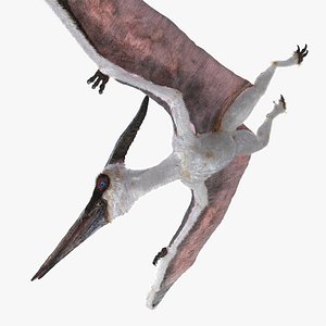 3D pterosaur pteranodon white flying