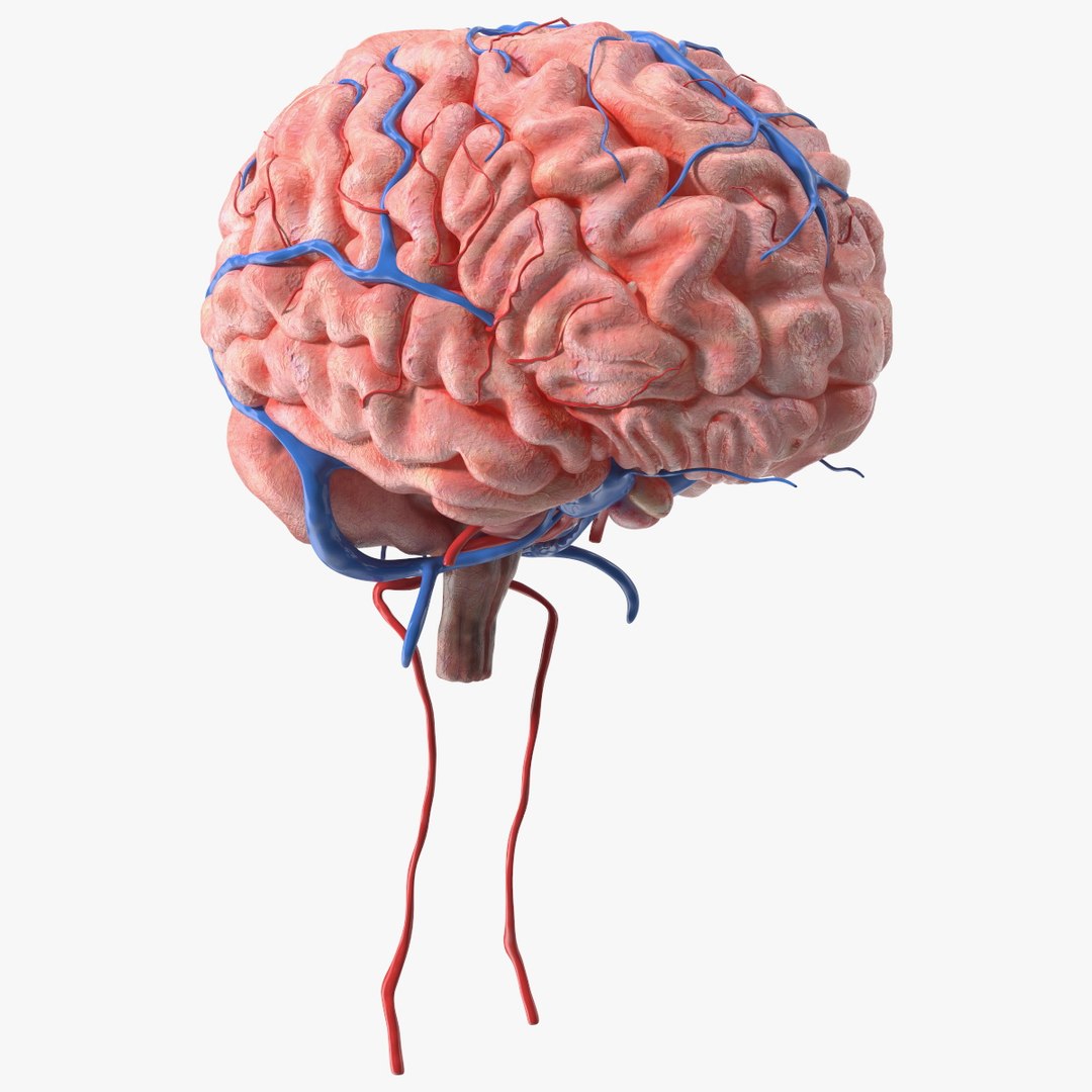 Boy Brain 3D model preview