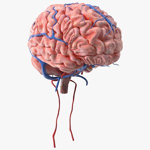 Boy Brain 3D model
