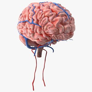 Boy Brain