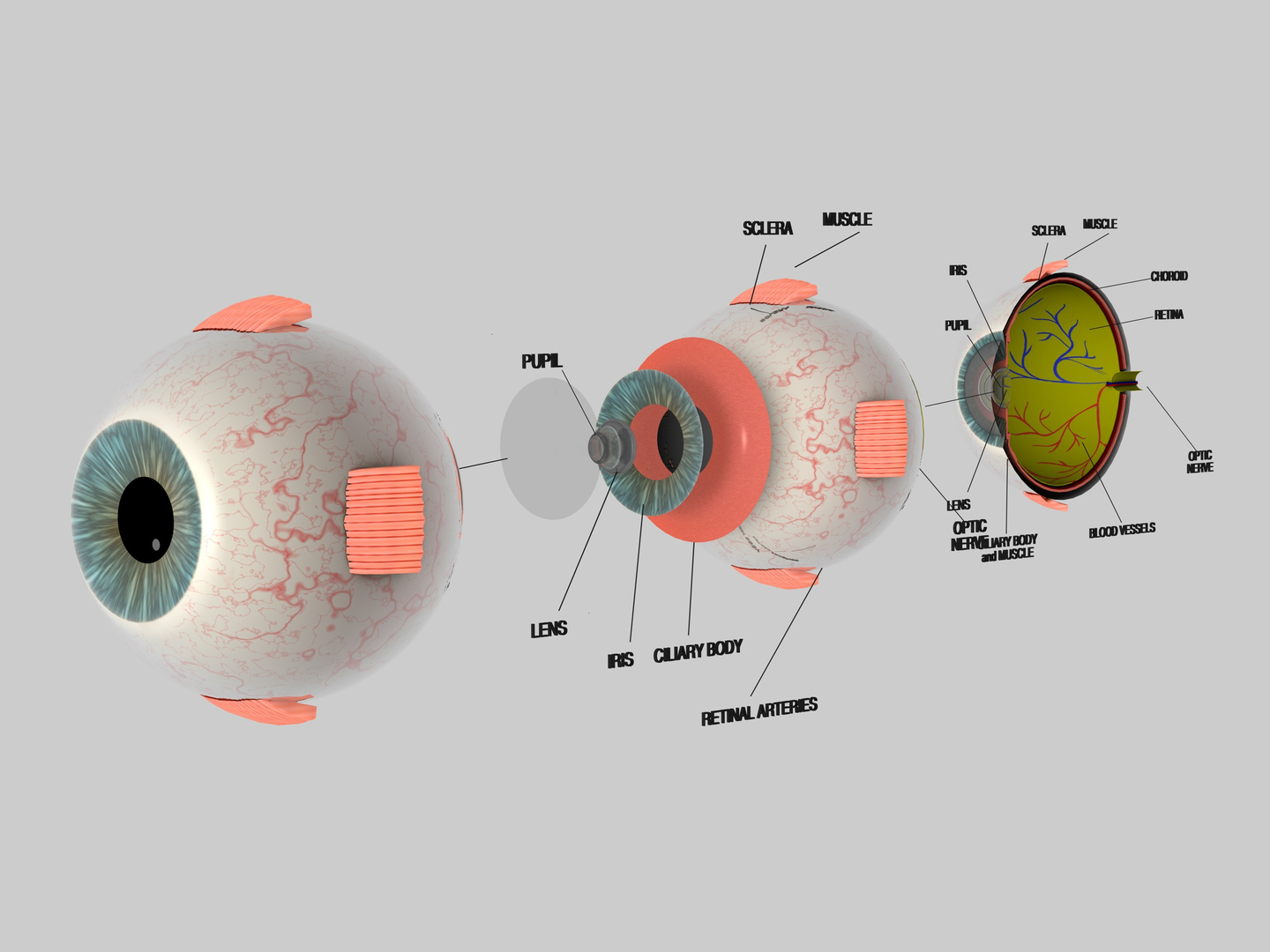 Глаз 3д модель анатомия