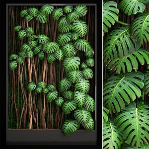 3D vertical gardening monstera model