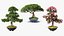 Bonsai Trees Collection 3D model
