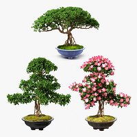 Bonsai Trees Collection