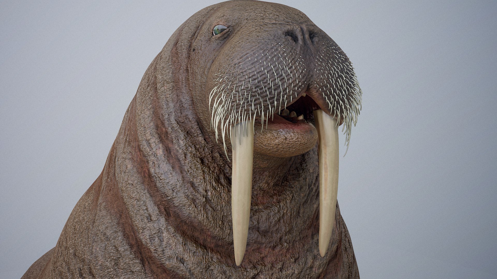 3D Model Walrus Animal Nature - TurboSquid 1619330