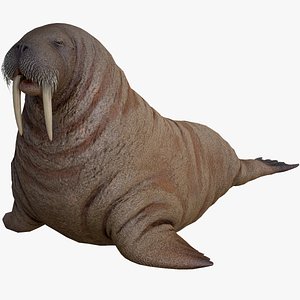 Walrus