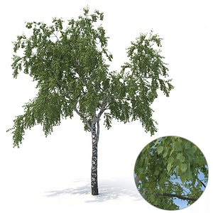 birch tree summer version model