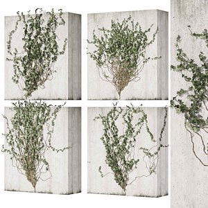 Collection plant vol 431 - Hedera - outdoor - leaf - fitowall - ivy - 3dsmax - cinema 4d 3D