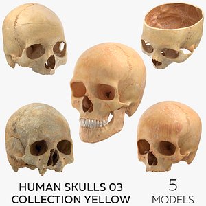 3D Human Skulls 03 Collection Yellow - 5 models model