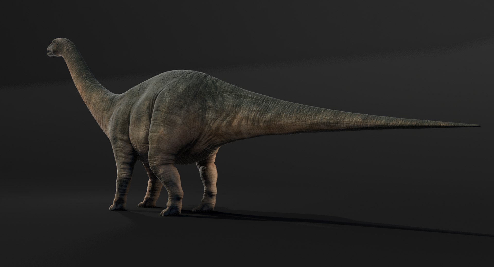 3d Brontosaurus Rigged