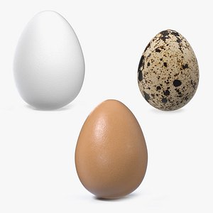 3D model eggs brown chicken