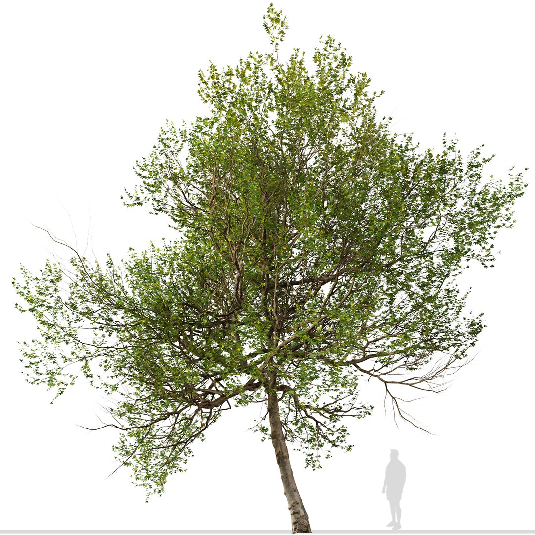 3D Model Set Of Western Sycamore Or Platanus Racemosa Tree - TurboSquid ...