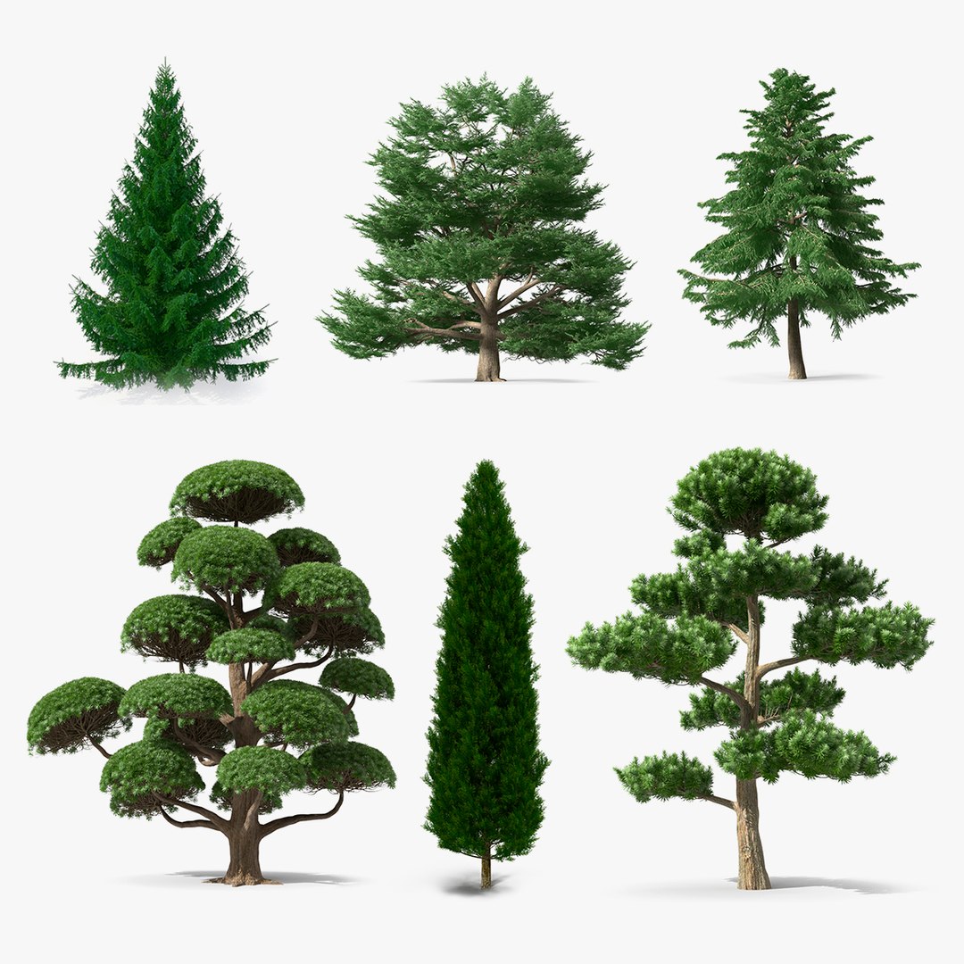 Evergreen Trees Collection 3 3D model preview