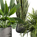 Collection plant vol 746 - banana - fern - sansveria