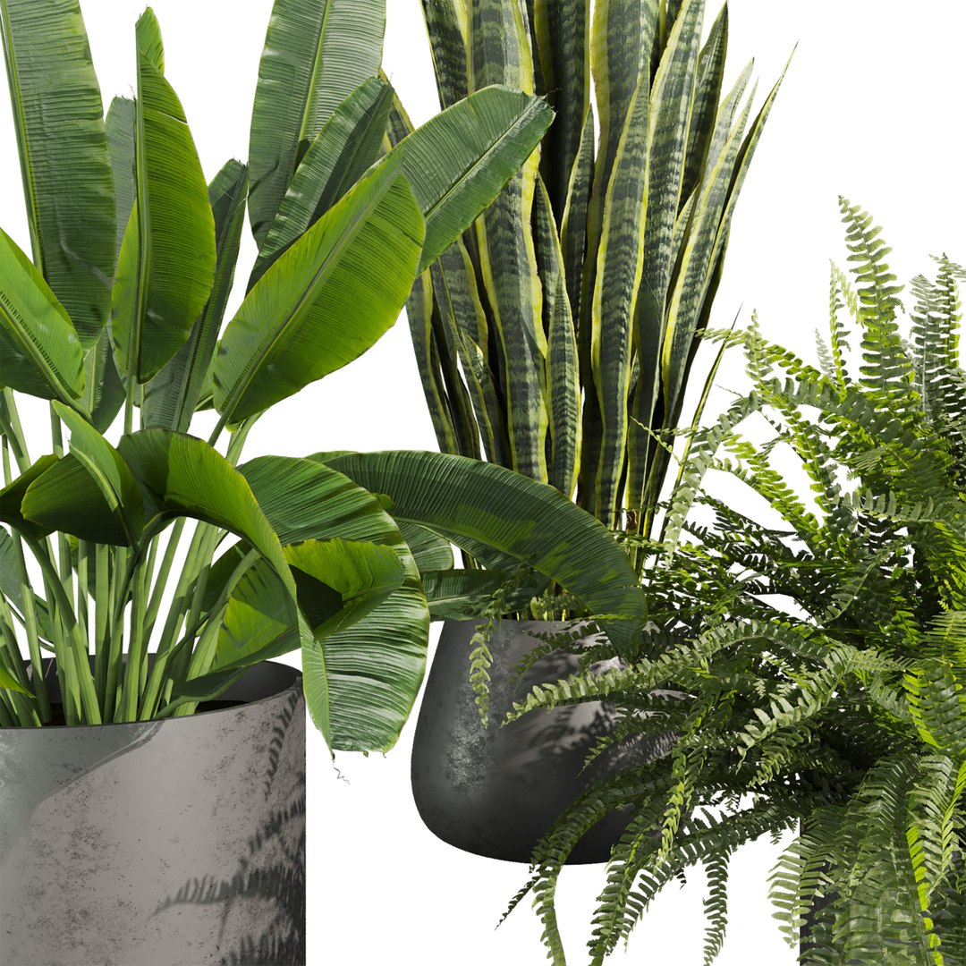 Ultimate Plant Collection – 42 High-Quality 3D Plant Models 3D https://p.turbosquid.com/ts-thumb/6n/93PhXe/99/2/jpg/1765112683/1920x1080/fit_q87/7e7ac04a91776375bc2b8356e9d79e13d7a983d3/2.jpg