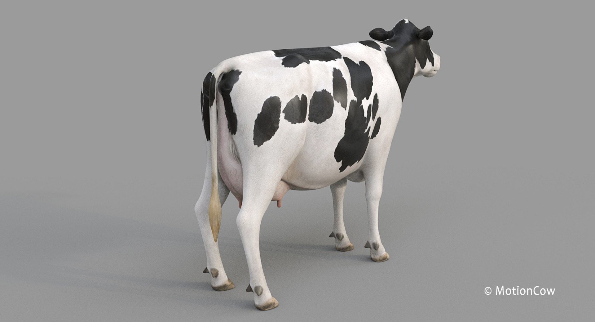 Cow holstein pro animations 3D model - TurboSquid 1407255