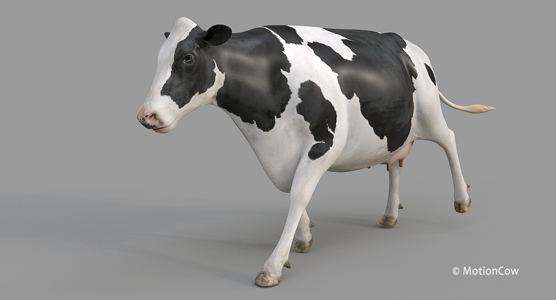 Cow holstein pro animations 3D model - TurboSquid 1407255