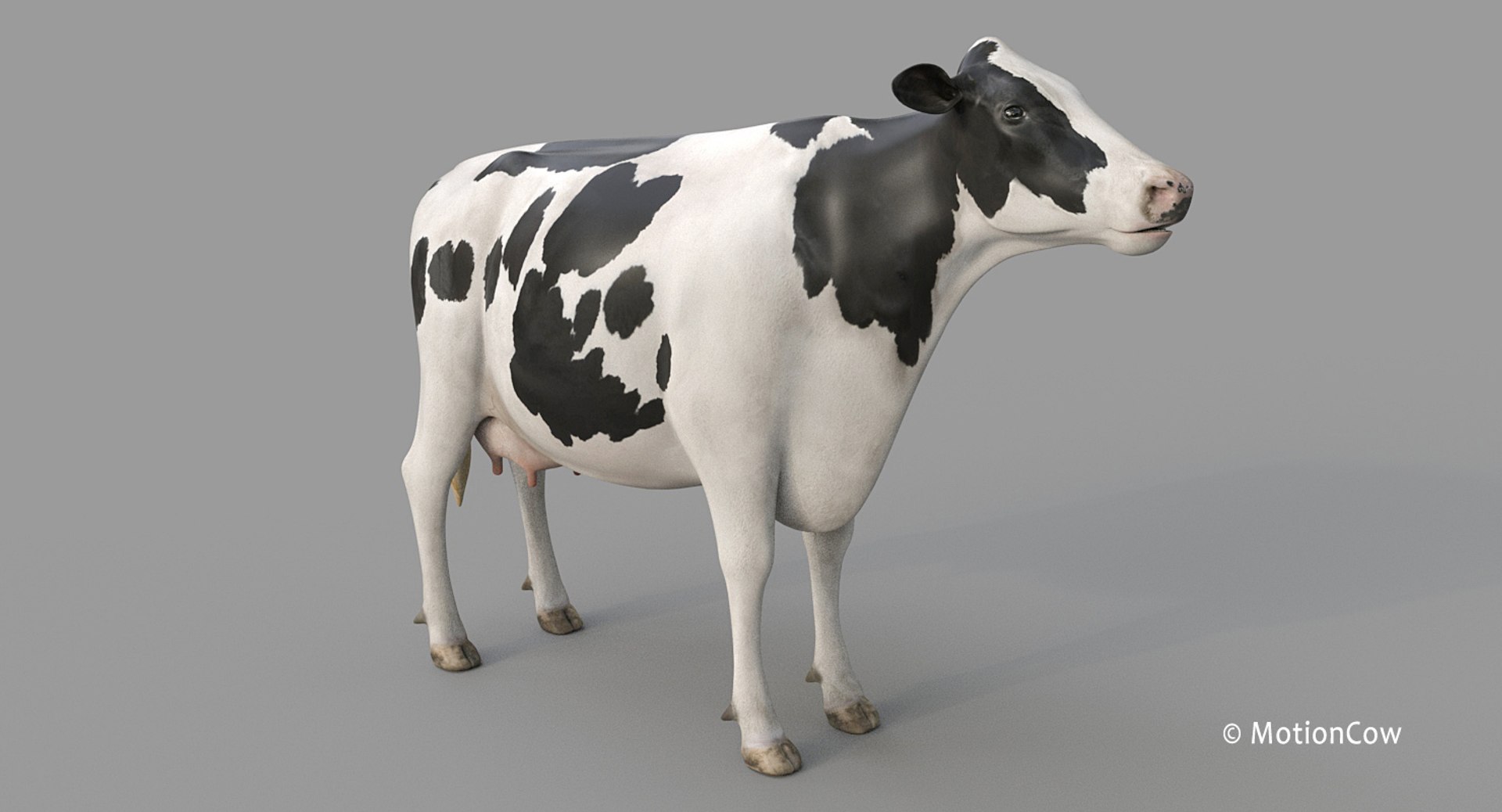 Cow holstein pro animations 3D model - TurboSquid 1407255
